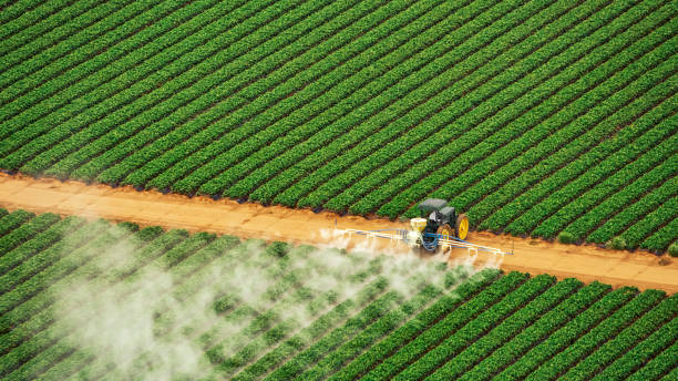 Best Local Pest Control Services  in State Center, IA