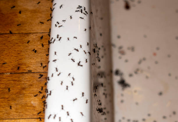 Flea Control Services in State Center, IA